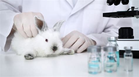 negative impact of animal testing|animal testing should be stopped.